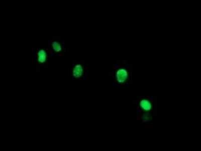 Immunofluorescence: THAP6 Antibody (OTI1E10) [NBP2-46120]