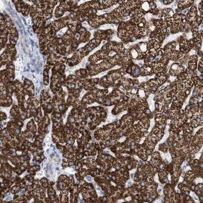 Immunohistochemistry-Paraffin: THEM2 Antibody [NBP1-92498]