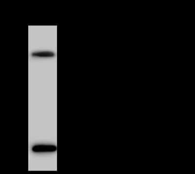 Immunoprecipitation: THEM2 Antibody [NBP2-97056]