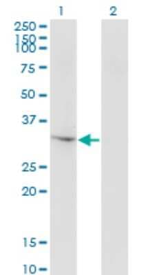 Western Blot: THG1L Antibody (4F11) [H00054974-M01]