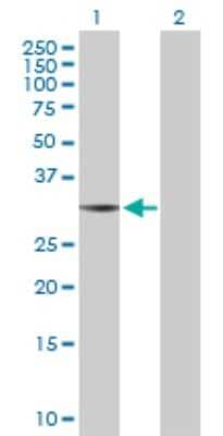 Western Blot: THG1L Antibody [H00054974-B01P]