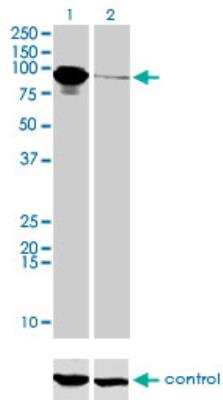 Western Blot: THNSL1 Antibody (6B1) [H00079896-M08]