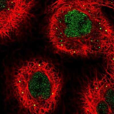 Immunocytochemistry/ Immunofluorescence: THOC3 Antibody [NBP1-92501]