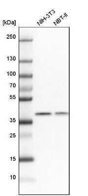 Western Blot: THOC3 Antibody [NBP1-92502]