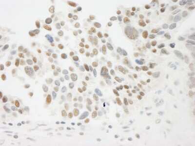Immunohistochemistry-Paraffin: THOC5 Antibody [NBP1-19160]