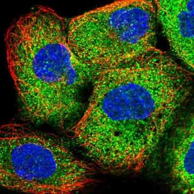 Immunocytochemistry/ Immunofluorescence: THUMPD1 Antibody [NBP1-82194]