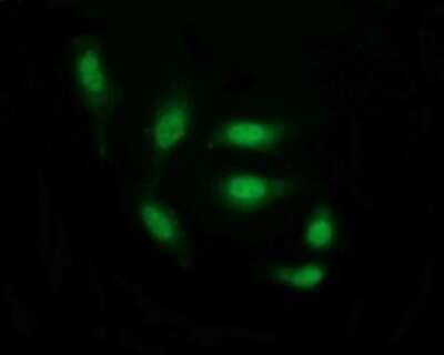 Immunofluorescence: THUMPD1 Antibody (OTI1H6) [NBP2-45996]