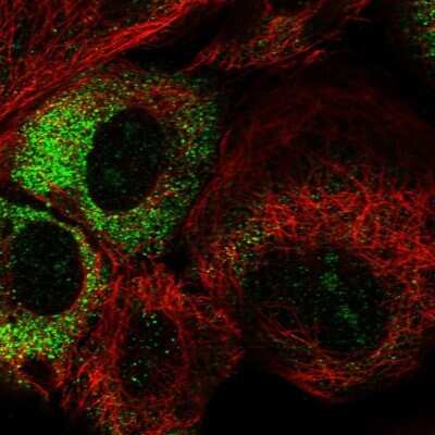 Immunocytochemistry/ Immunofluorescence: THUMPD3 Antibody [NBP1-85132]