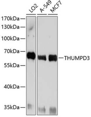 Western Blot: THUMPD3 AntibodyBSA Free [NBP2-93482]