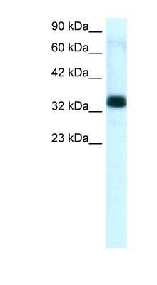 Western Blot: TIAL1 Antibody [NBP1-79932]