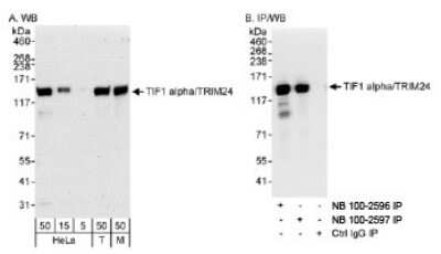 Western Blot: TIF1 alpha Antibody [NB100-2596]