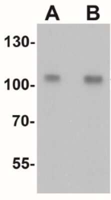 Western Blot: TIF1 alpha AntibodyBSA Free [NBP2-41220]