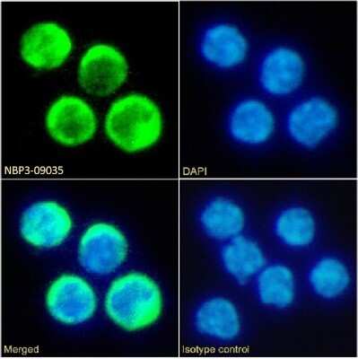 Immunocytochemistry/ Immunofluorescence: TIM-2 Antibody (RMT2-14) - Chimeric - Azide and BSA Free [NBP3-09035]