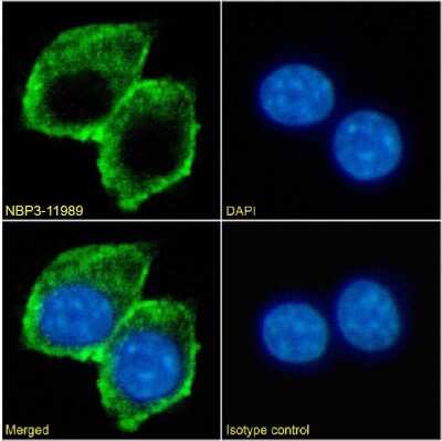 Immunocytochemistry/ Immunofluorescence: TIM-3 Antibody (2C12) - Chimeric - Azide and BSA Free [NBP3-11989]