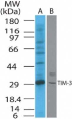 Western Blot: TIM-3 Antibody [NB100-56422]