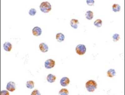Immunocytochemistry/ Immunofluorescence: TIM-4 Antibody - BSA Free [NB100-80837]