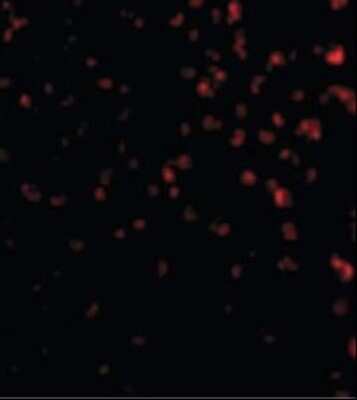 Immunocytochemistry/ Immunofluorescence: TIM-4 Antibody - BSA Free [NB100-80837]