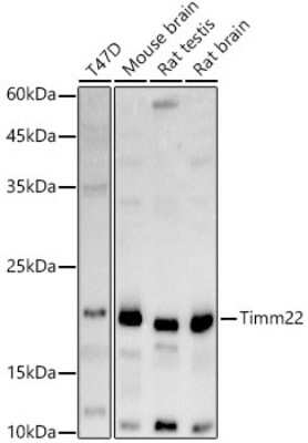 Western Blot: TIMM22 AntibodyAzide and BSA Free [NBP3-16088]