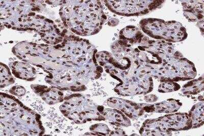 Immunohistochemistry-Paraffin: TIMM29 Antibody [NBP1-94151]