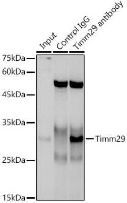 Immunoprecipitation: TIMM29 Antibody - Azide and BSA Free [NBP3-16087]