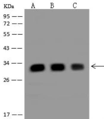 Western Blot: TIMM29 Antibody [NBP3-12622]