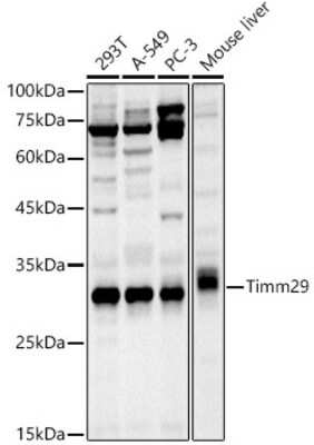 Western Blot: TIMM29 AntibodyAzide and BSA Free [NBP3-16087]