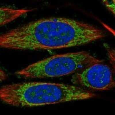 Immunocytochemistry/ Immunofluorescence: TIMM44 Antibody [NBP3-17319]
