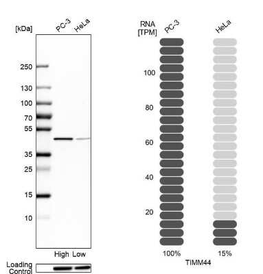 Western Blot: TIMM44 Antibody [NBP1-86941]