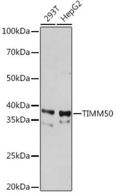 Western Blot: TIMM50 Antibody (0W6J4) [NBP3-15459]
