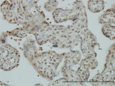 Immunohistochemistry-Paraffin: TIP120A Antibody (5D7) [H00055832-M01]