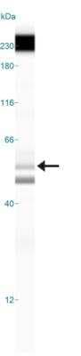 Simple Western: TIP60 Antibody [NBP2-24613]