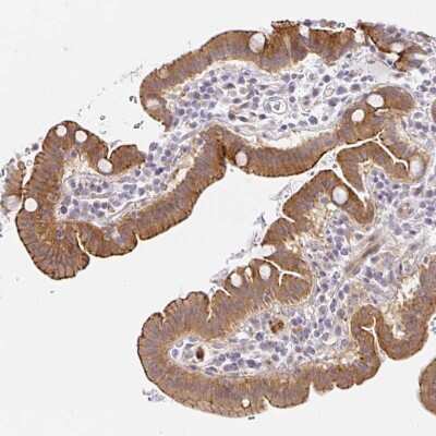 Immunohistochemistry-Paraffin: TJP3 Antibody [NBP2-38696]