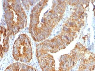 Immunohistochemistry-Paraffin: TL1A/TNFSF15 Antibody (VEGI/1283) [NBP2-53388]