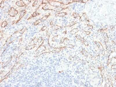 Immunohistochemistry-Paraffin: TL1A/TNFSF15 Antibody (VEGI/2052R) [NBP3-07481]