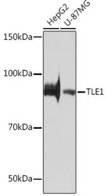 Western Blot: TLE1 Antibody (6Q5X1) [NBP3-16208]
