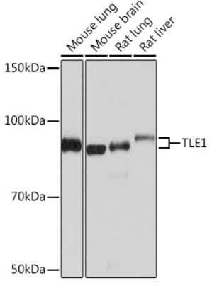Western Blot: TLE1 Antibody (6Q5X1) [NBP3-16208]
