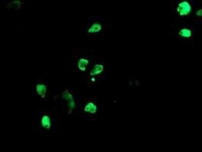 Immunocytochemistry/ Immunofluorescence: TLE1 Antibody (OTI1H2) - Azide and BSA Free [NBP2-74530]