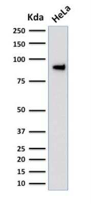 Western Blot: TLE1 Antibody (TLE1/2051)Azide and BSA Free [NBP2-79913]