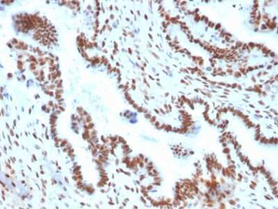 Immunohistochemistry-Paraffin: TLE1 Antibody (TLE1/2051) [NBP2-79779]