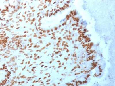 Immunohistochemistry-Paraffin: TLE1 Antibody (TLE1/2062) [NBP2-79780]