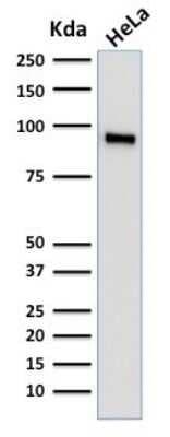 Western Blot: TLE1 Antibody (TLE1/2062) [NBP2-79780]