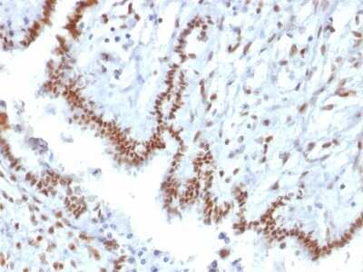 Immunohistochemistry-Paraffin: TLE1 Antibody (TLE1/2085) [NBP3-07727]