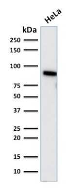 Western Blot: TLE1 Antibody (TLE1/2085) [NBP3-07727]