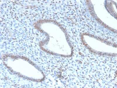 Immunohistochemistry-Paraffin: TLE1 Antibody (TLE1/2946R) [NBP3-07728]