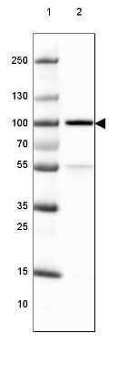 Western Blot: TLE3 Antibody (CL3573) [NBP2-61621]