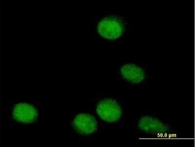 Immunocytochemistry/ Immunofluorescence: TLE4 Antibody [H00007091-B01P]