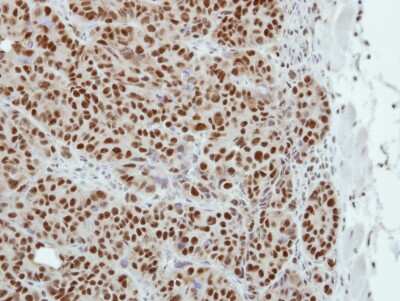 Immunohistochemistry-Paraffin: TLE4 Antibody [NBP2-15140]