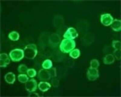 Immunocytochemistry/ Immunofluorescence: TLR10 Antibody (25F9) [DDX0490P-100]