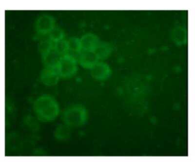 Immunocytochemistry/ Immunofluorescence: TLR10 Antibody (25F9) [DDX0490P-100]