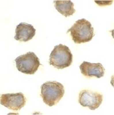 Immunocytochemistry/ Immunofluorescence: TLR11 Antibody - BSA Free [NBP1-77202]